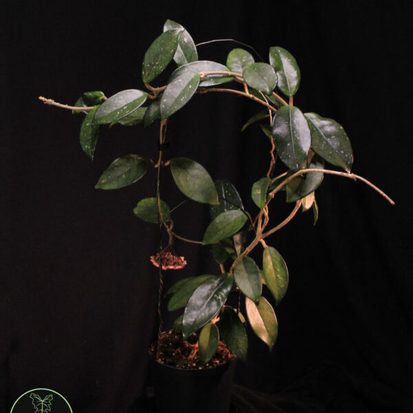 Hoya Carnosa