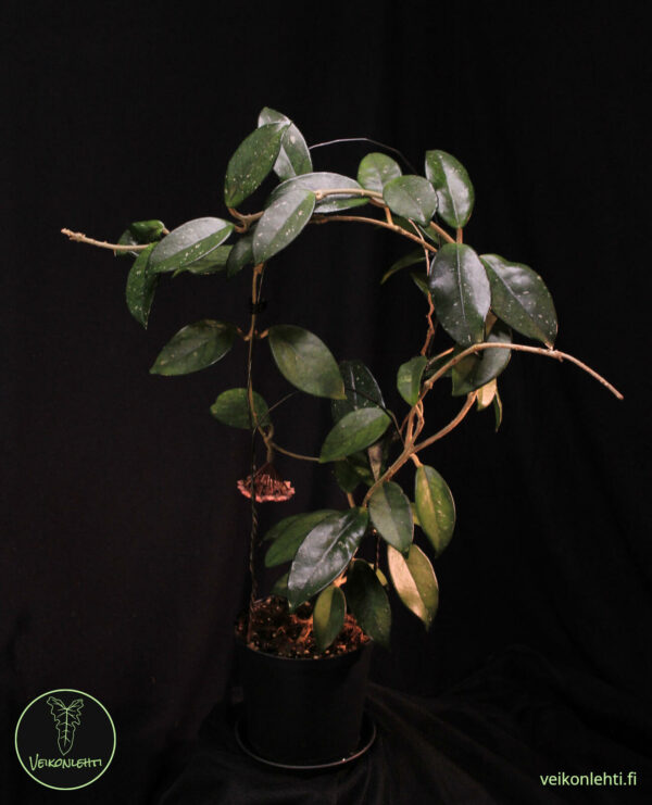 Hoya Carnosa