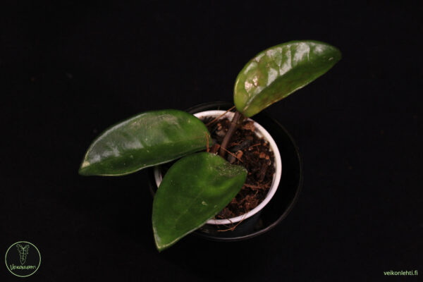 Hoya Carnosa Krinkle 8 - Image 2