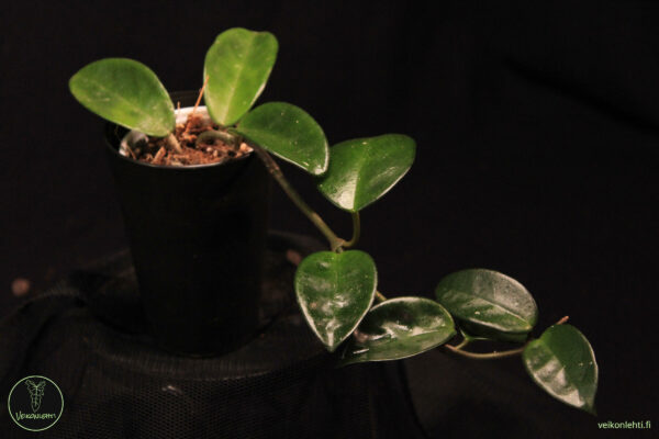 Hoya Carnosa Krinkle 8