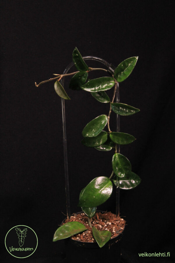 Hoya Carnosa Krinkle 8