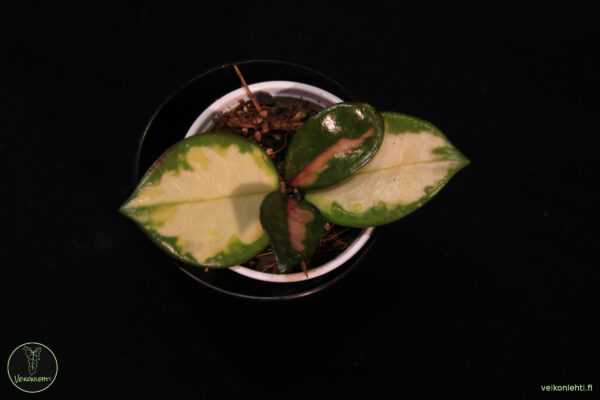 Hoya Carnosa Rubra - Image 2