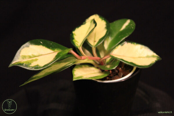 Hoya Carnosa Rubra