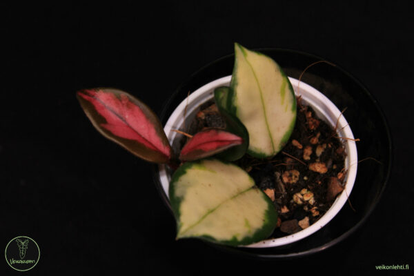 Hoya Carnosa Rubra