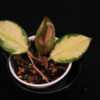 Hoya Carnosa Rubra - Image 2