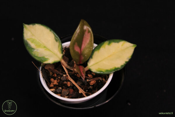 Hoya Carnosa Rubra - Image 2