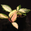 Hoya Carnosa Rubra
