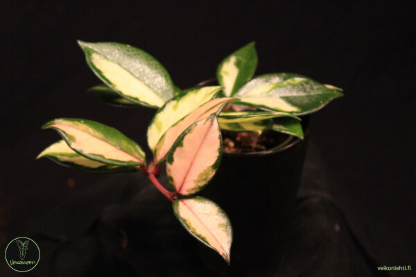 Hoya Carnosa Rubra
