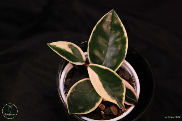 Hoya Carnosa Rubra