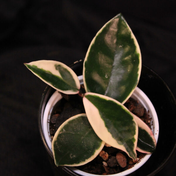 Hoya Carnosa Rubra