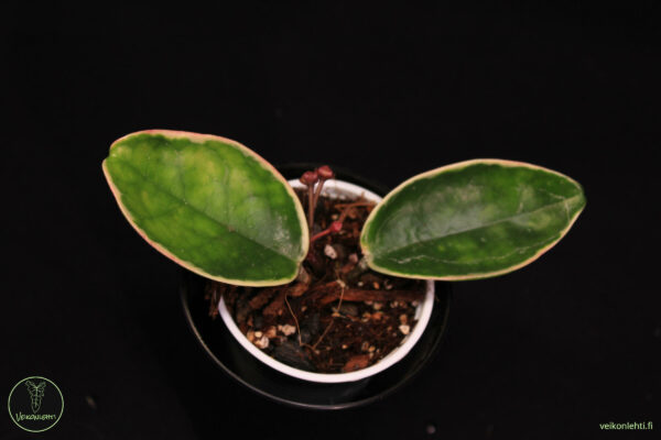 Hoya Carnosa Tricolor - Image 2