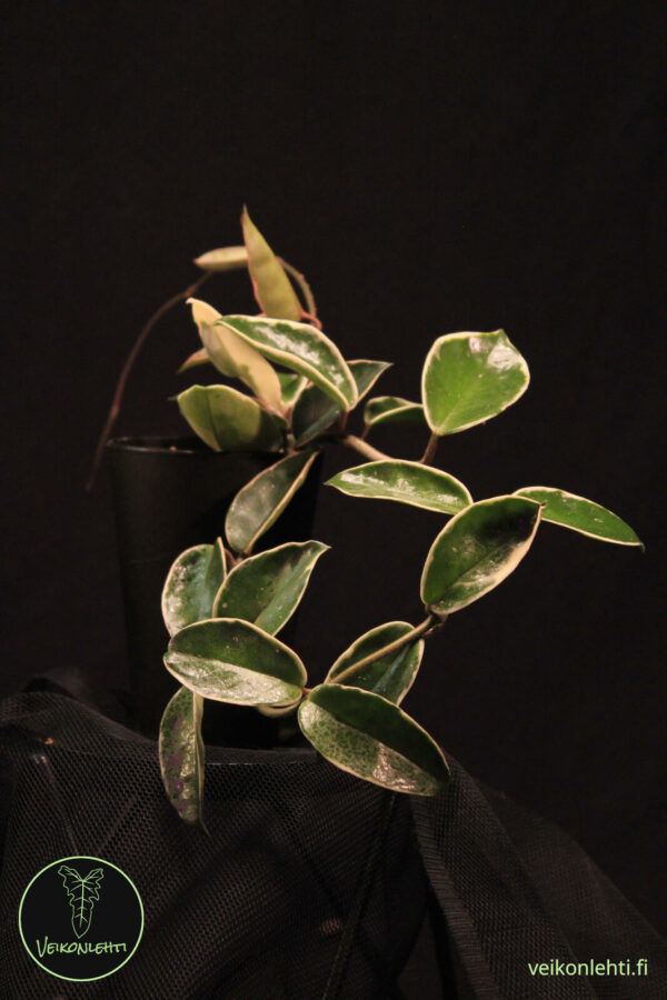 Hoya Carnosa Tricolor