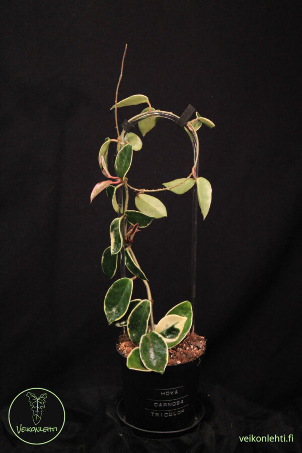 Hoya Carnosa Tricolor