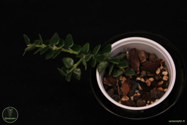 Hoya Chinghungensis