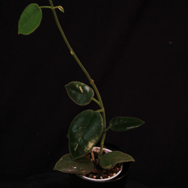 Hoya Ciliata