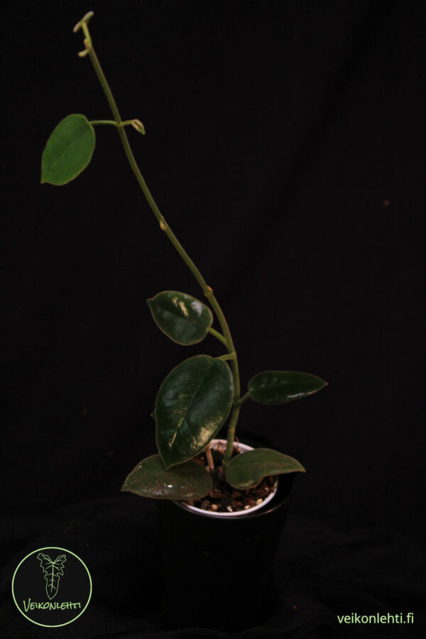 Hoya Ciliata