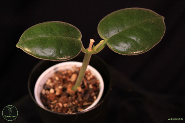 Hoya Ciliata