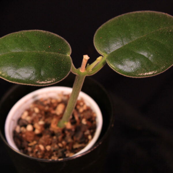 Hoya Ciliata