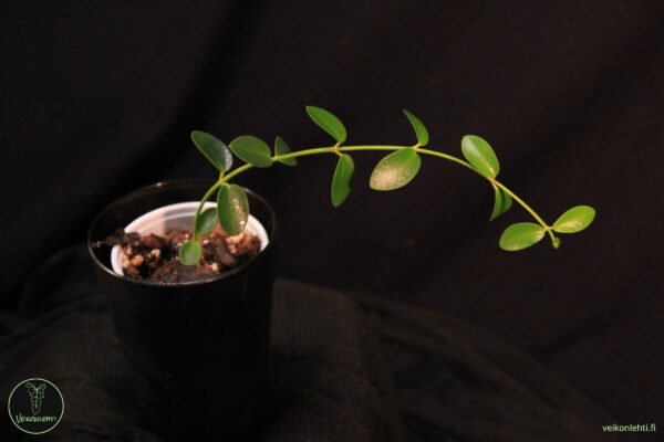 Hoya Cummingiana