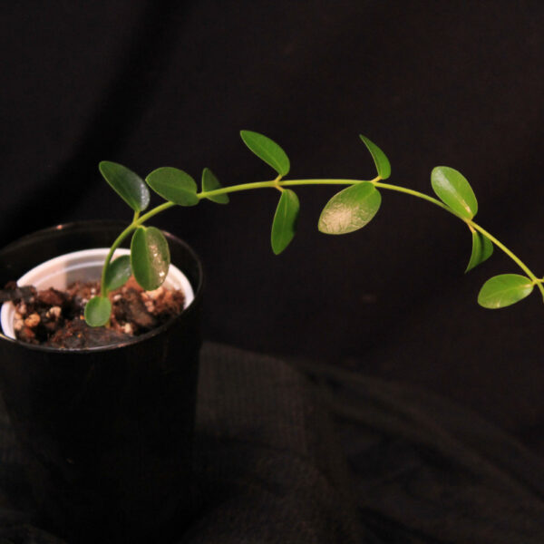 Hoya Cummingiana