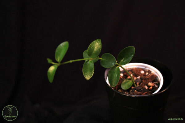Hoya Cummingiana