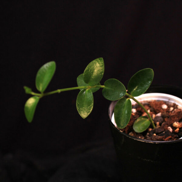 Hoya Cummingiana