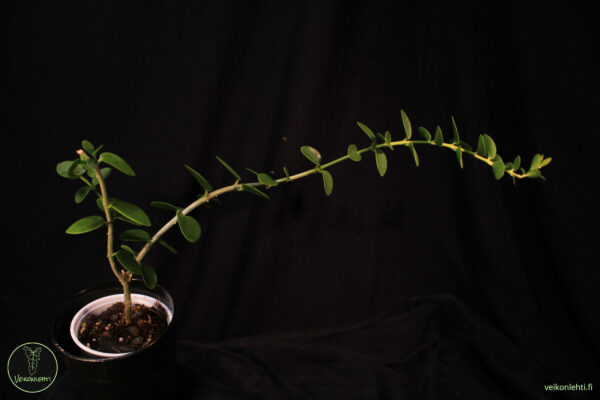 Hoya Cummingiana