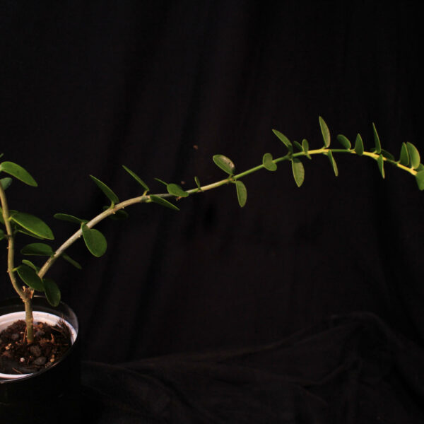 Hoya Cummingiana
