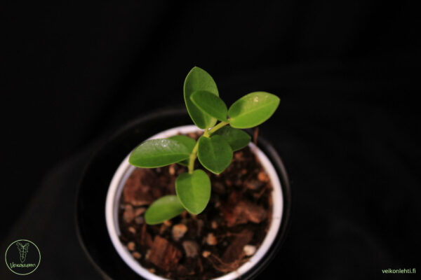 Hoya Cummingiana