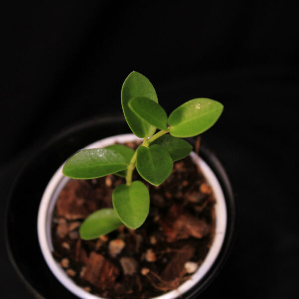 Hoya Cummingiana