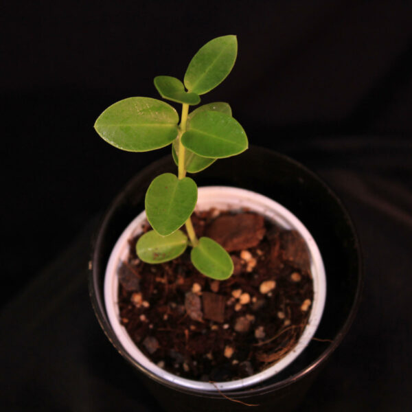 Hoya Cummingiana