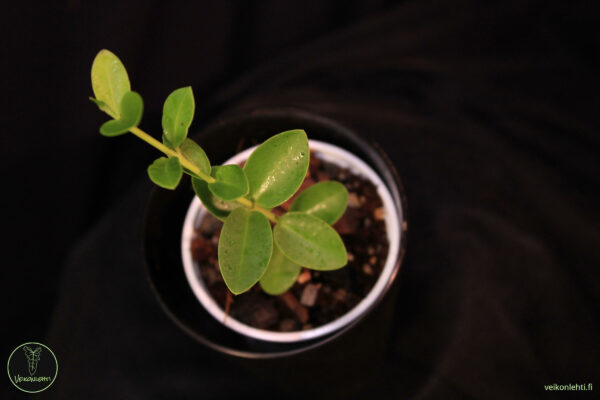 Hoya Cummingiana