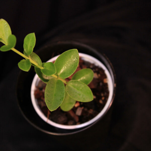 Hoya Cummingiana
