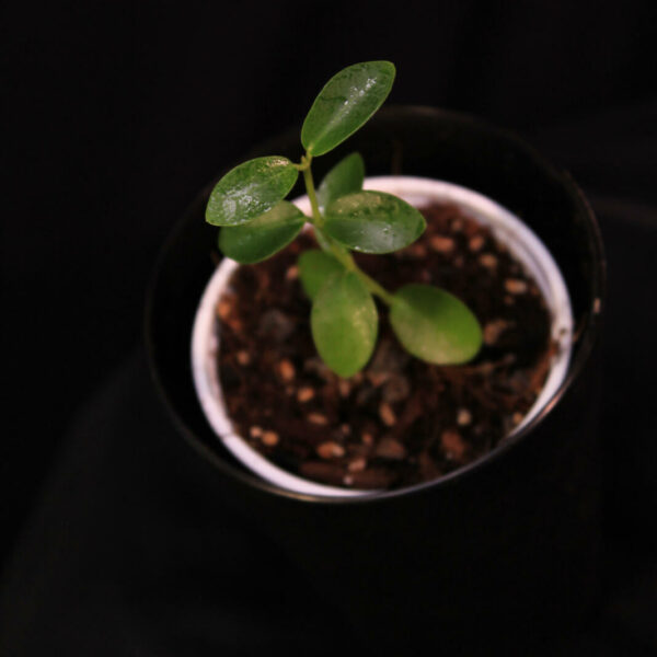 Hoya Cummingiana