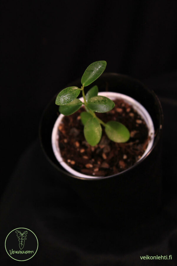 Hoya Cummingiana