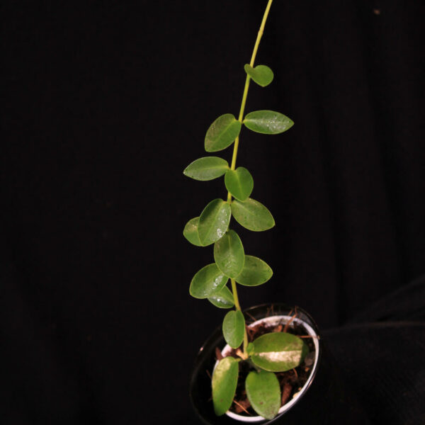 Hoya Cummingiana