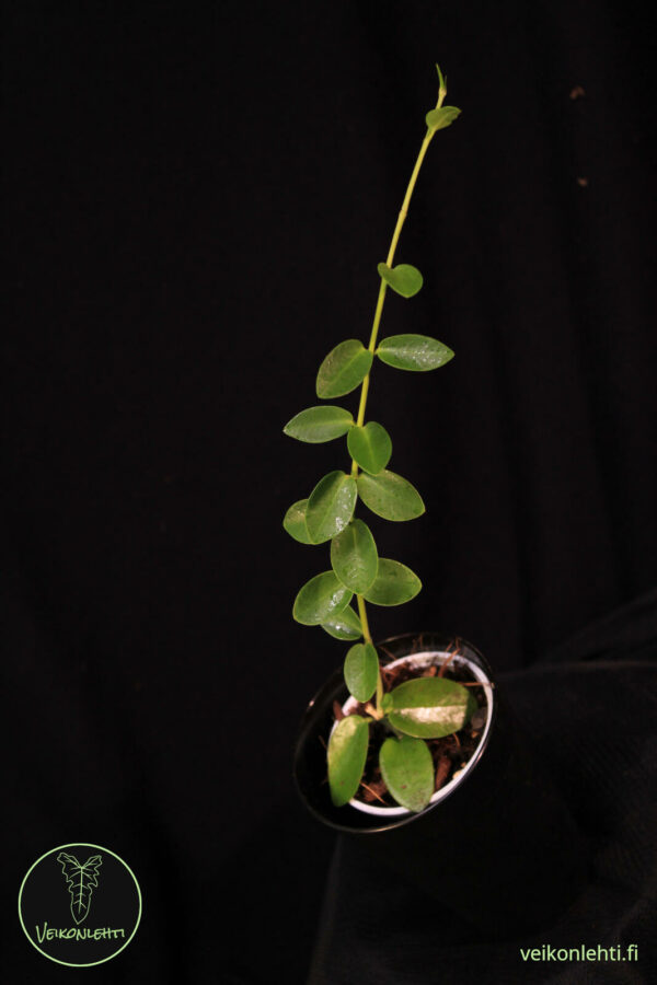 Hoya Cummingiana