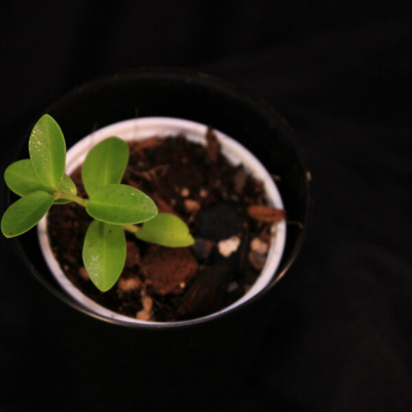 Hoya Cummingiana