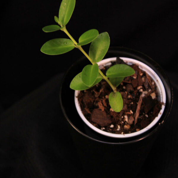 Hoya Cummingiana