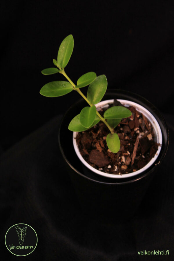 Hoya Cummingiana