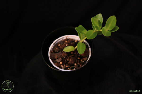 Hoya Cummingiana