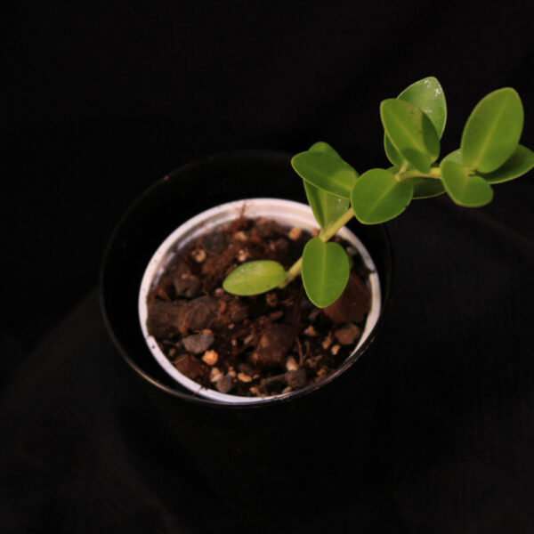Hoya Cummingiana