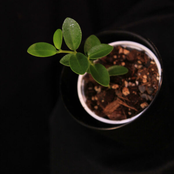 Hoya Cummingiana