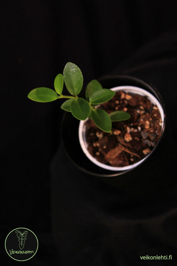 Hoya Cummingiana