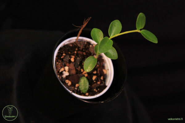 Hoya Cummingiana