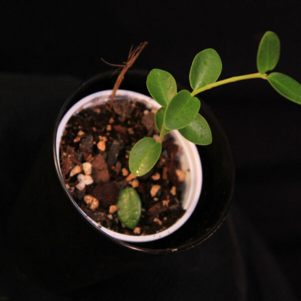Hoya Cummingiana