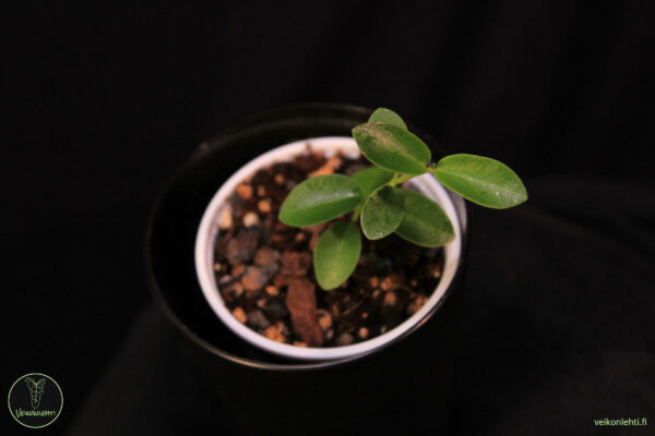 Hoya Cummingiana