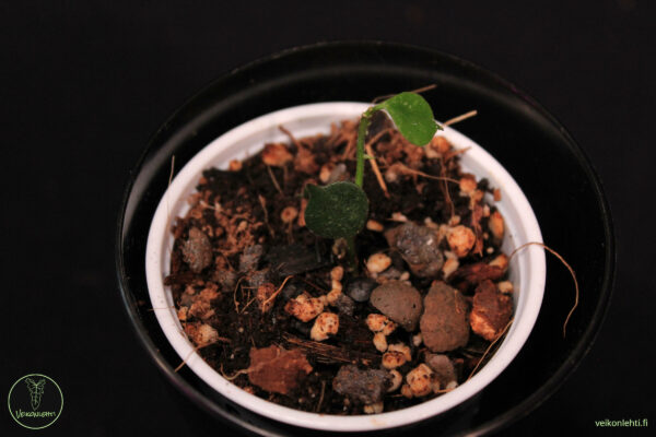 Hoya Curtisii