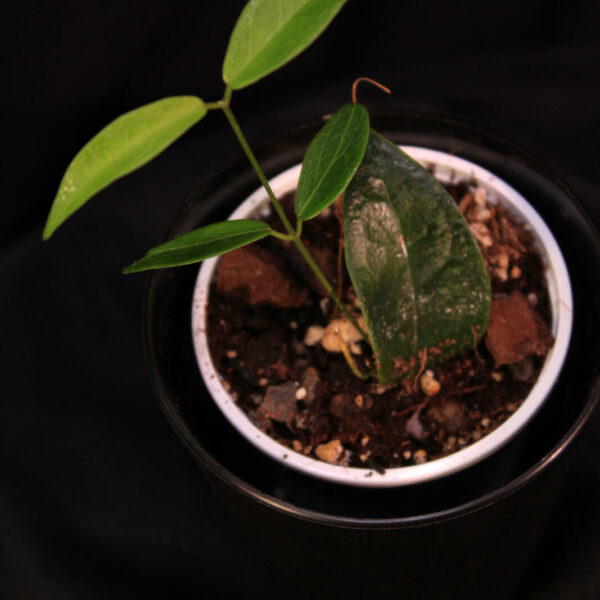 Hoya Dennisii