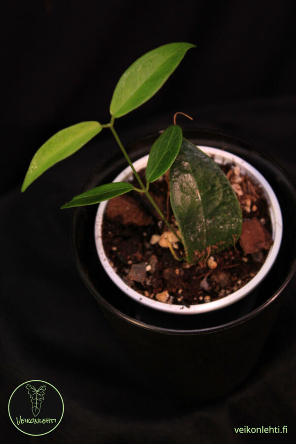 Hoya Dennisii